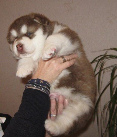 Danko 4 Wochen 007 (2)